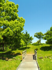 Fototapeta na wymiar 初夏の木橋のあるみさと公園風景