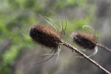 The dried flower head of wild teasel plant