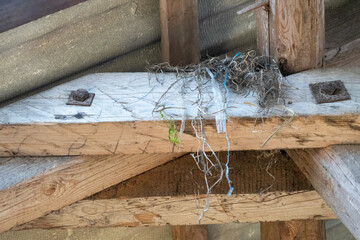 Very untidy blackbirds' nest on a roof beam in an old barn