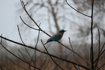 An Indian Roller Bird is seen sitting on a branch of a tree and looking around