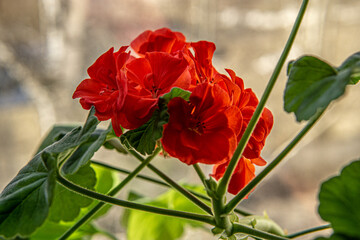 red poppies in the garden