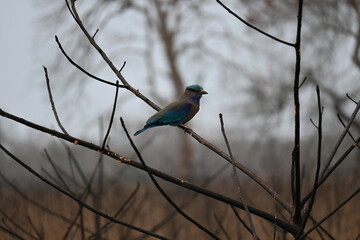An Indian roller bird is sitting on a branch of a tree in the wild