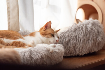 のんびり過ごす猫　キジトラ白