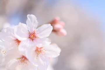 日本　自然風景　桜