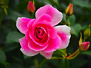 「池坊 花逍遥100選」に選ばれている庄堺公園のバラ