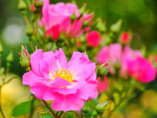 「池坊 花逍遥100選」に選ばれている庄堺公園のバラ