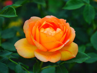 「池坊 花逍遥100選」に選ばれている庄堺公園のバラ