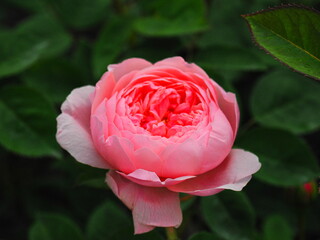 「池坊 花逍遥100選」に選ばれている庄堺公園のバラ