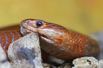 Rote Speikobra / Red spitting cobra / Naja pallida