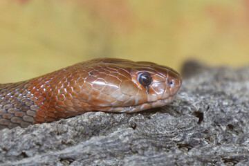 Rote Speikobra / Red spitting cobra / Naja pallida