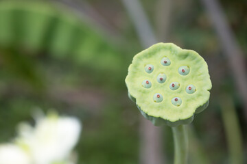 lotus seeds in the basin,Top view