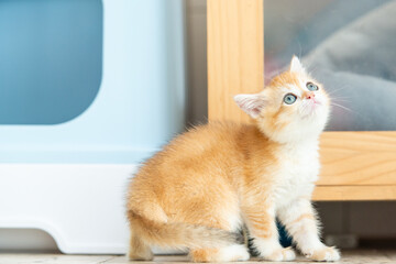 a yellow cute cat playing