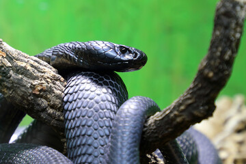 Schwarze Speikobra / Black spitting cobra / Naja nigricincta woodi