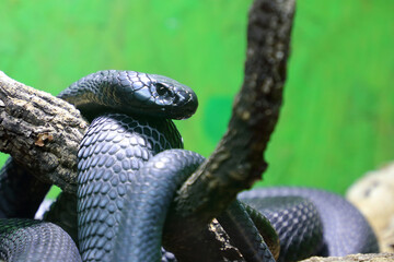Schwarze Speikobra / Black spitting cobra / Naja nigricincta woodi
