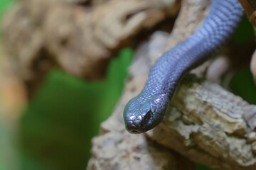 Schwarze Speikobra / Black spitting cobra / Naja nigricincta woodi