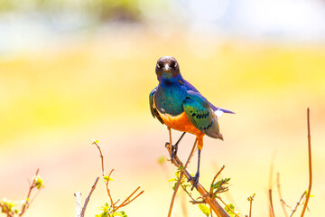 Beautiful colorful superb starling bird in Tanzania