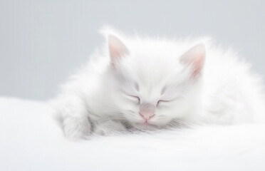 AI generative. Cute little white  kitten sleeping