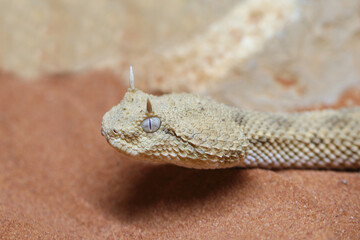 Wüsten-Hornviper / Saharan horned viper / Cerastes cerastes