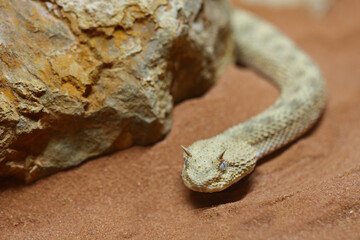 Wüsten-Hornviper / Saharan horned viper / Cerastes cerastes