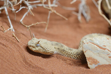 Wüsten-Hornviper / Saharan horned viper / Cerastes cerastes