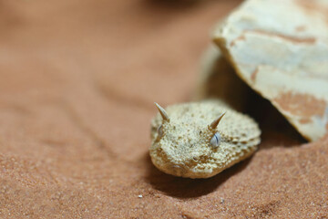 Wüsten-Hornviper / Saharan horned viper / Cerastes cerastes