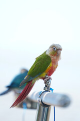 Pretty Pineapple Conure Parrot Bird standing on aluminum rod. 