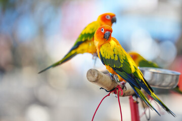 Sun Conure parrot bird standing on branch.