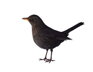 common blackbird female isolated on white