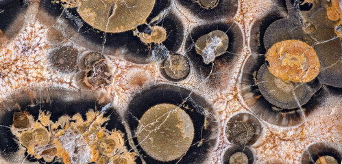 brown and black turtle agate structure closeup
