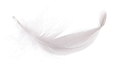 detailed goose light grey isolated one feather