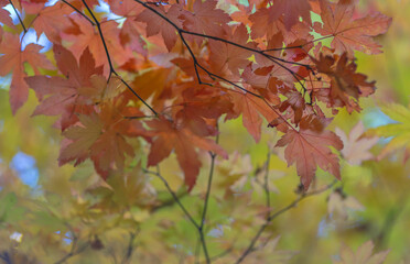 red maple foliage on light green background