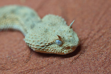 Wüsten-Hornviper / Saharan horned viper / Cerastes cerastes