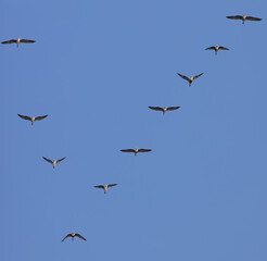 flock of gooses on blue sky