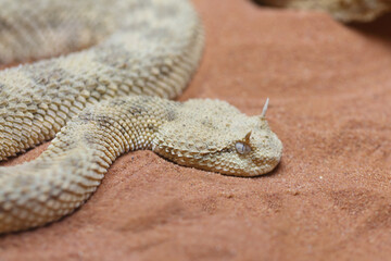 Wüsten-Hornviper / Saharan horned viper / Cerastes cerastes