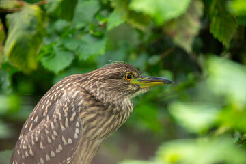 A young black-crowned night heron juvenile Nycticorax nycticorax hiding in a bush.