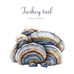 Turkey tail mushroom watercolor illustration. Trametes versicolor hand painted fungus. Medicinal mushroom detailed image. Turkey tail fungus isolated on white background © anitapol