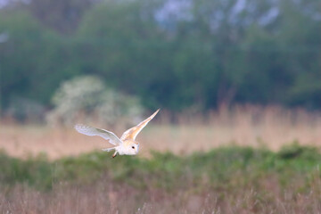 A stunning animal portrait of a Barn Owl in flight over the countryside. This Owl was out shortly after sunrise hunting for food.