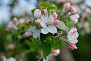 Close-up of a lush branch of a blooming apple tree with delicate white and pink flowers against a blurred background of a green spring garden. Selective focus. Awakening of nature