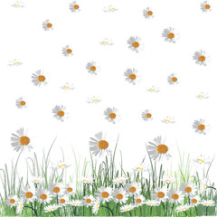 chamomile flowers illustration isolated on white