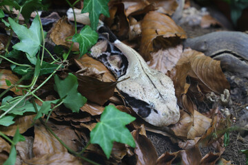 Östliche Gabunviper / Gaboon viper / Bitis gabonica