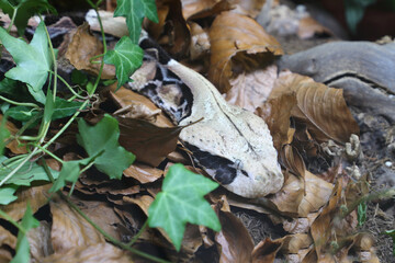 Östliche Gabunviper / Gaboon viper / Bitis gabonica