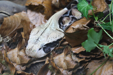 Östliche Gabunviper / Gaboon viper / Bitis gabonica