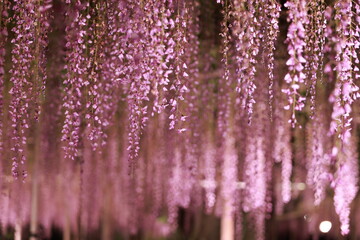 hangning wisterias in spring season in Japan