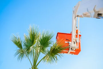 Poster Cutting trimming high tall palm trees.Pruning palm long old dry leaves.Man city municipal service worker cut foliage with chainsaws standing in crane cradle at height.Landscape coast works,sea resort © velirina