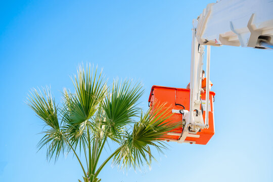 Cutting trimming high tall palm trees.Pruning palm long old dry leaves.Man city municipal service worker cut foliage with chainsaws standing in crane cradle at height.Landscape coast works,sea resort