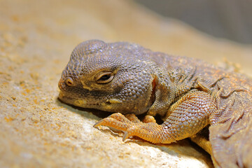 Südsaharische Dornschwanzagame / Spiny-tailed lizard / Uromastyx dispar flavifasciata