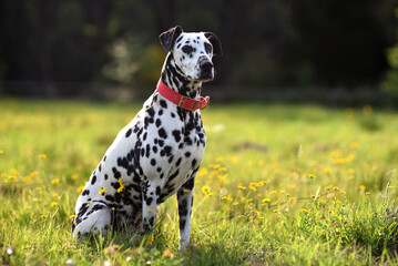 Dalmatian dog with red collar posing sitting surrounded by green nature, flowers and trees