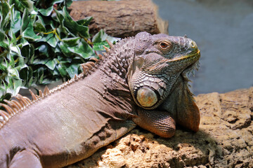 Grüner Leguan / Green iguana / Iguana iguana