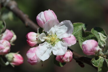 Sweden. Malus sylvestris, the European crab apple, is a species of the genus Malus, native to Europe. Its scientific name means 