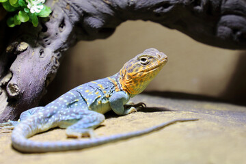 Halsbandleguan / Common collared lizard / Crotaphytus collaris collaris